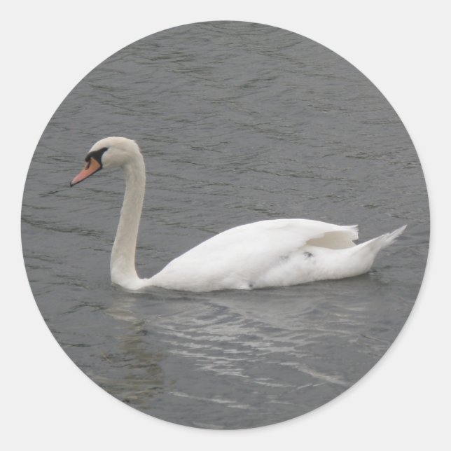 Cisnes en los Pegatinas del río (Anverso)