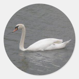 Cisnes en los Pegatinas del río