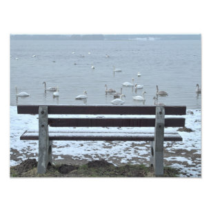 Cisnes, lago y banco - foto impresa