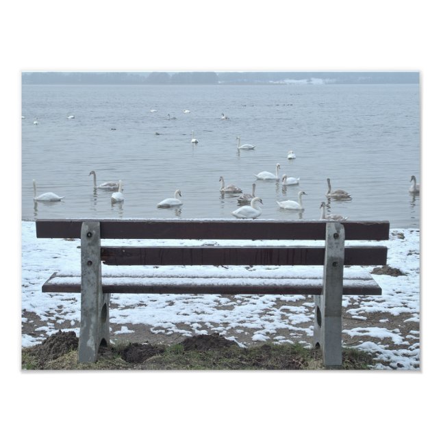 Cisnes, lago y banco - foto impresa (Frente)