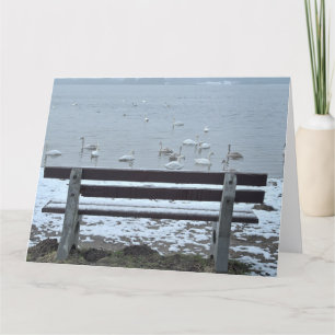 Cisnes, lago y banco - tarjeta de saludo