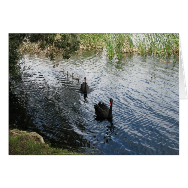 Cisnes negros, Perth (Anverso (Horizontal))