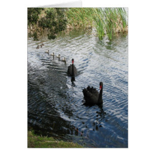 Cisnes negros, Perth