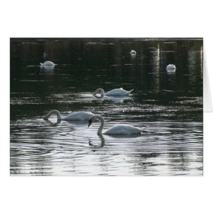 Cisnes que alimentan, lago park de Roath, Cardiff