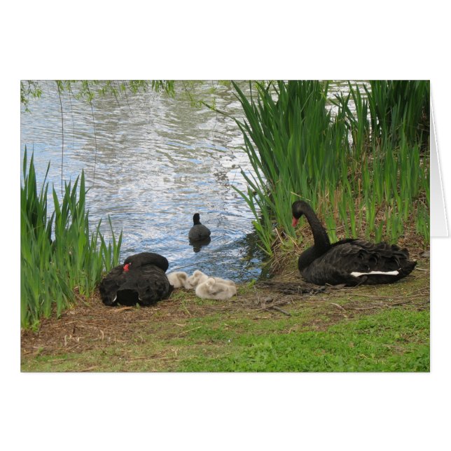 Cisnes y cignets negros (Anverso (Horizontal))