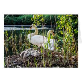 Cisnes y Cygnets
