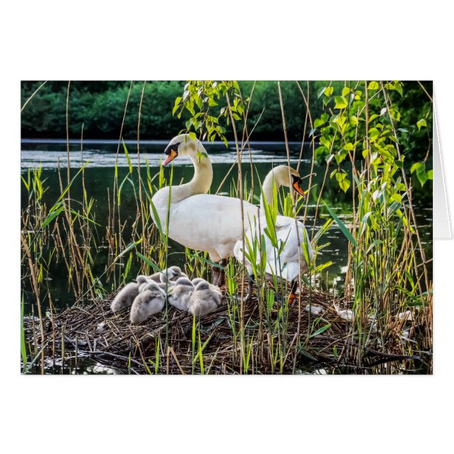Cisnes y Cygnets (Anverso (Horizontal))