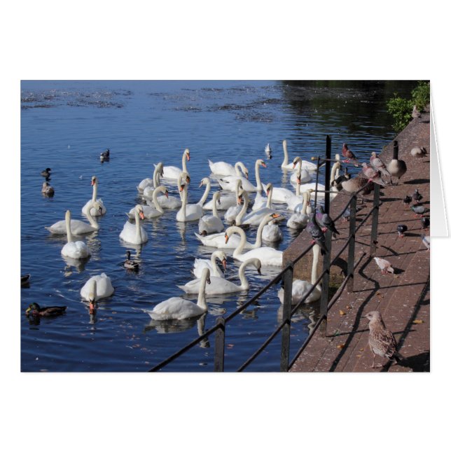 Cisnes y otras aves en el Parque Roath del lago Ca (Anverso (Horizontal))