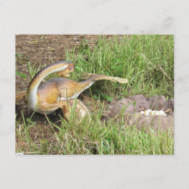 Citipati - Dinosaurio - Tarjeta de aprendizaje