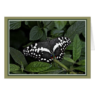 Citrus Swallowtail,
