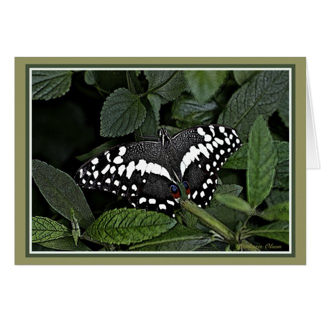 Citrus Swallowtail, (Anverso (Horizontal))