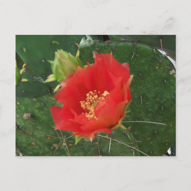 City Cactus 3 postal (Anverso)