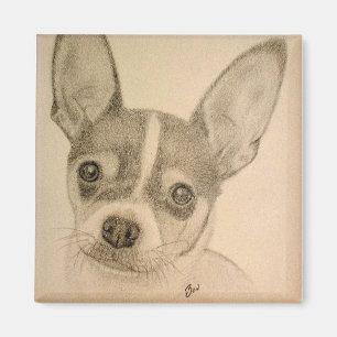 Claire el imán de Teddy Roosevelt Terrier