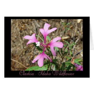 Clarkia - Idaho Wildflower (Tarjeta en blanco)