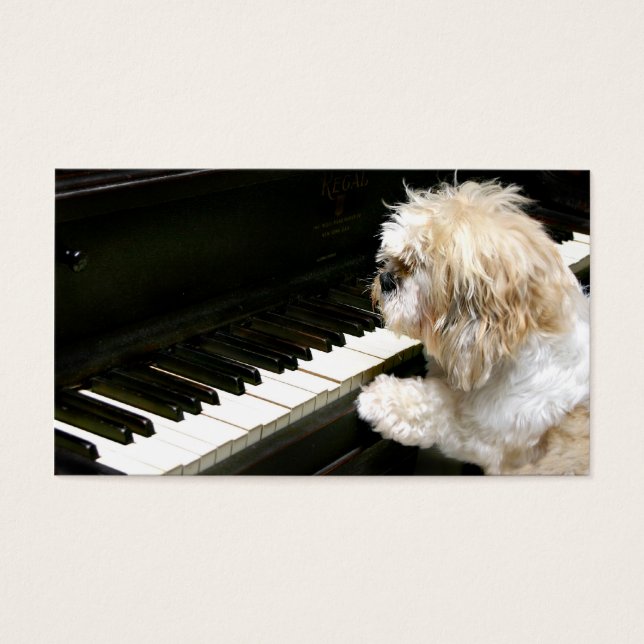 Clases de piano de Shih Tzu (Frente)