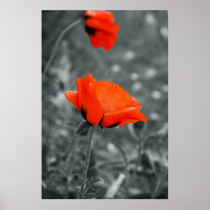 Clave de color Póster de Poppy