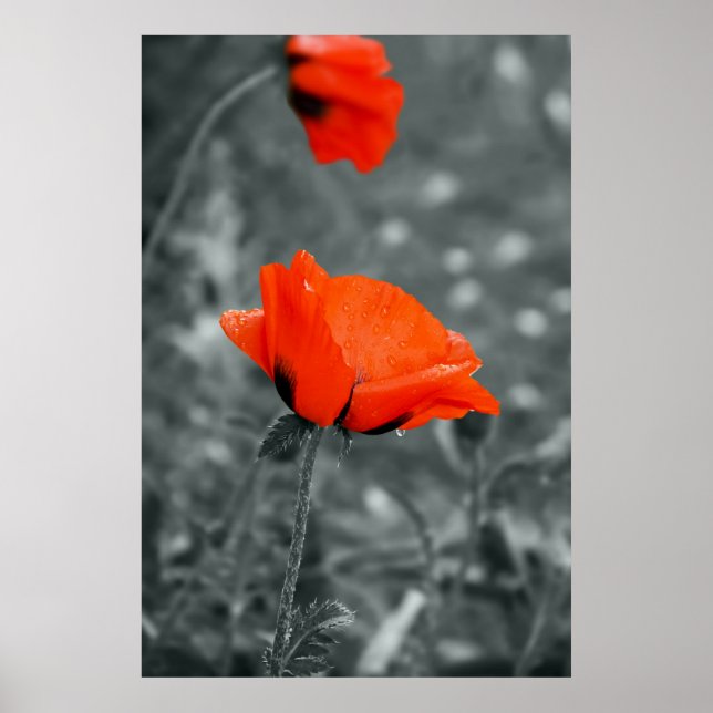 Clave de color Póster de Poppy (Frente)