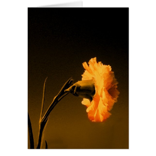 clavel 2 (Frente)