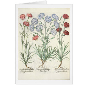 Claveles: albo múltiplex del flore 1.Caryophyllus;