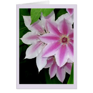 Clematis