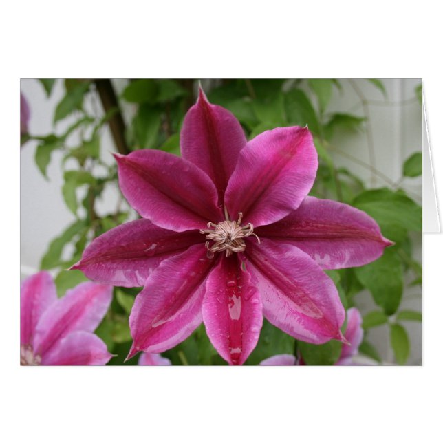 Clematis (Anverso (Horizontal))