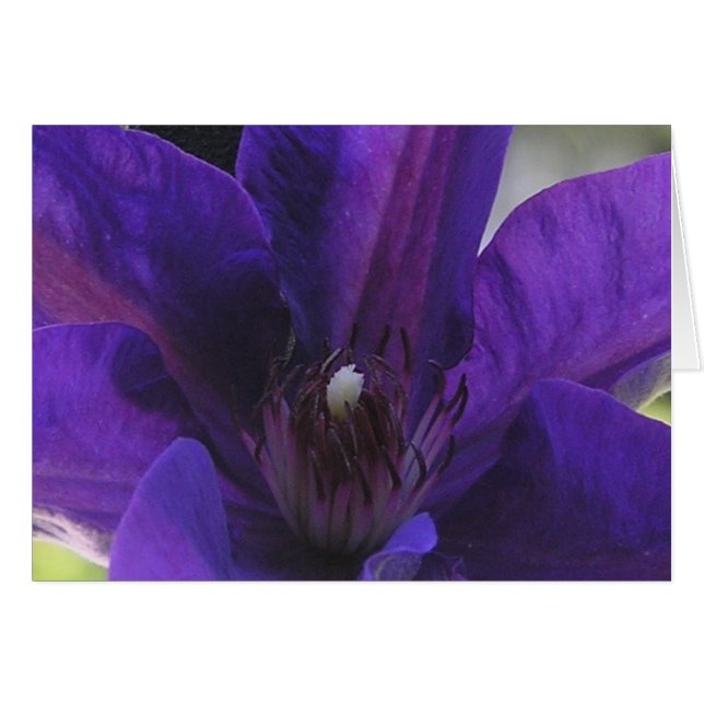 Clematis (Anverso (Horizontal))