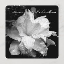 Clematis 2b Dewdrop Invitación en memoria de funer