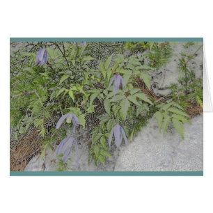 Clematis alpino