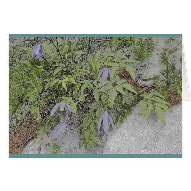 Clematis alpino (Anverso (Horizontal))