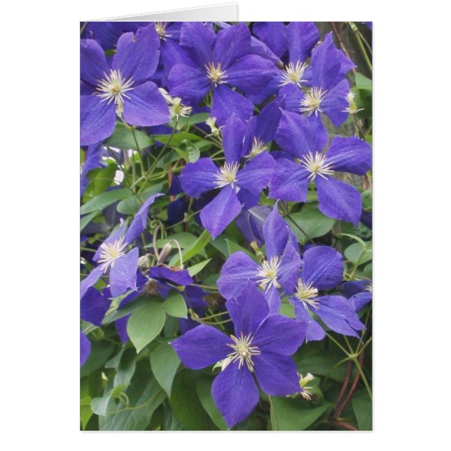 CLEMATIS, AZUL (Frente)