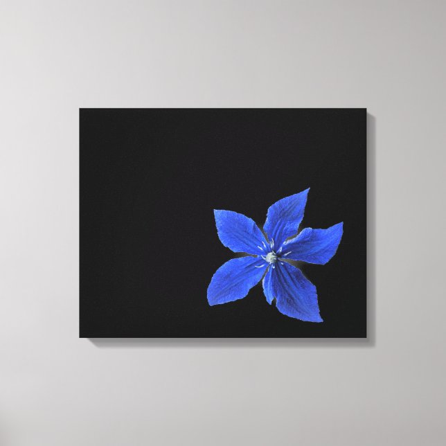 Clematis azul sobre lienzo envuelto en negro (Anverso)