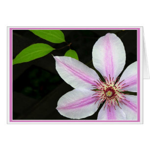 Clematis Con Hojas