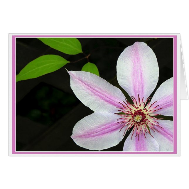 Clematis Con Hojas (Anverso (Horizontal))