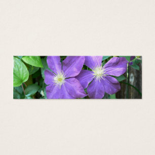 Clematis de Jackmanii