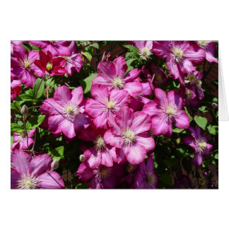 Clematis en Bloom