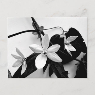 Clematis en el Vino en la postal monocroma