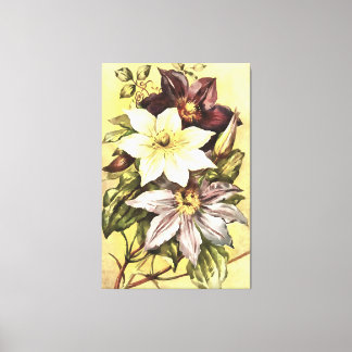 Clematis Flower Productors Arte Botánico