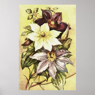 Clematis Flower Productors Arte Botánico