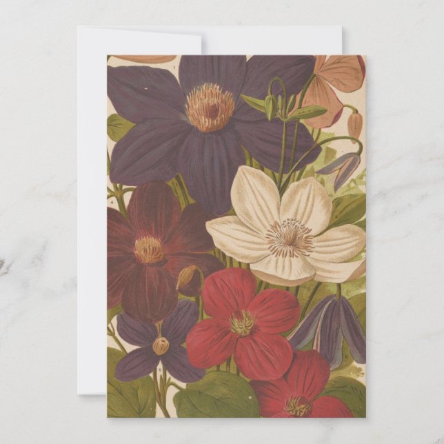 Clematis | George Nicholson (Anverso)