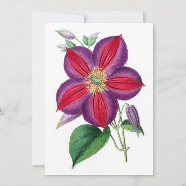 Clematis Magnifica (Anverso)