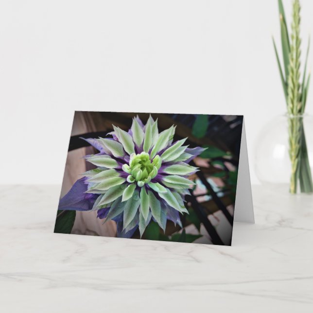 Clematis, tarjeta (Anverso)