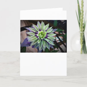 Clematis, tarjeta