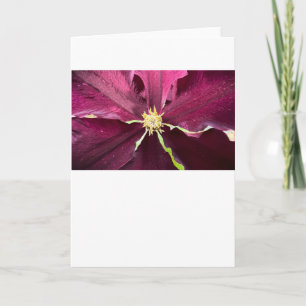Clematis, tarjeta