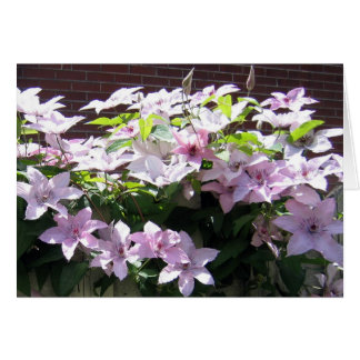 Clematis Vine