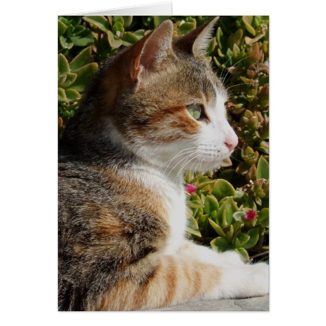 Cleo Cat Card (Frente)