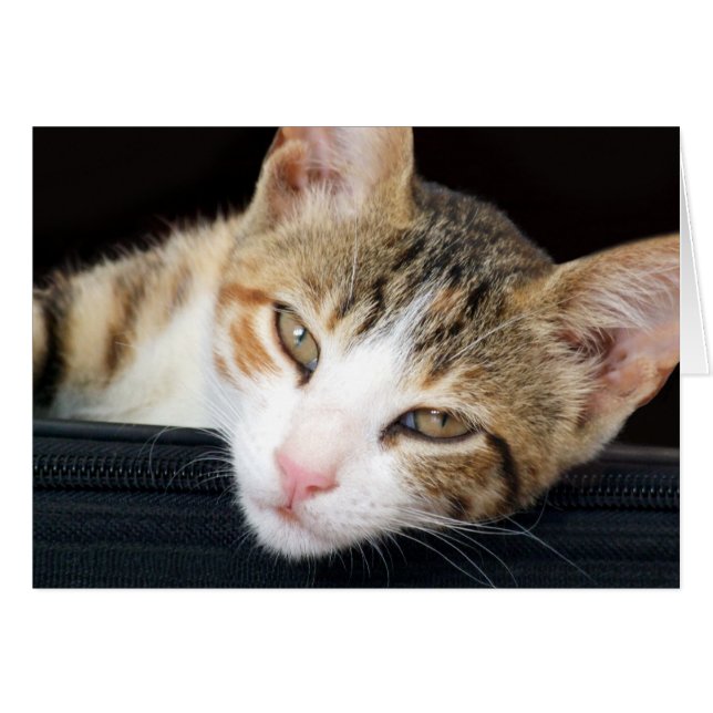 Cleo Cat Card (Anverso (Horizontal))