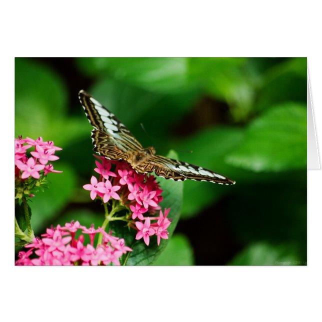 Clipper on Pentas 2 Card (Anverso (Horizontal))