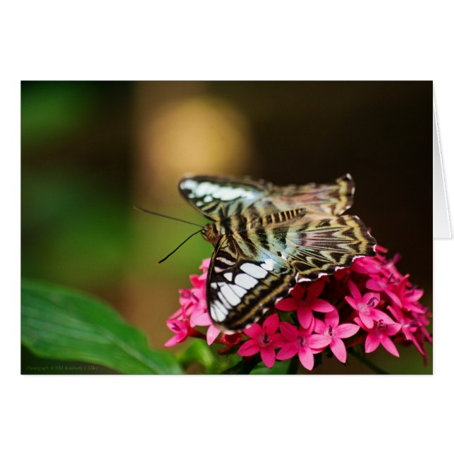 Clipper on Pentas 3 Card (Anverso (Horizontal))