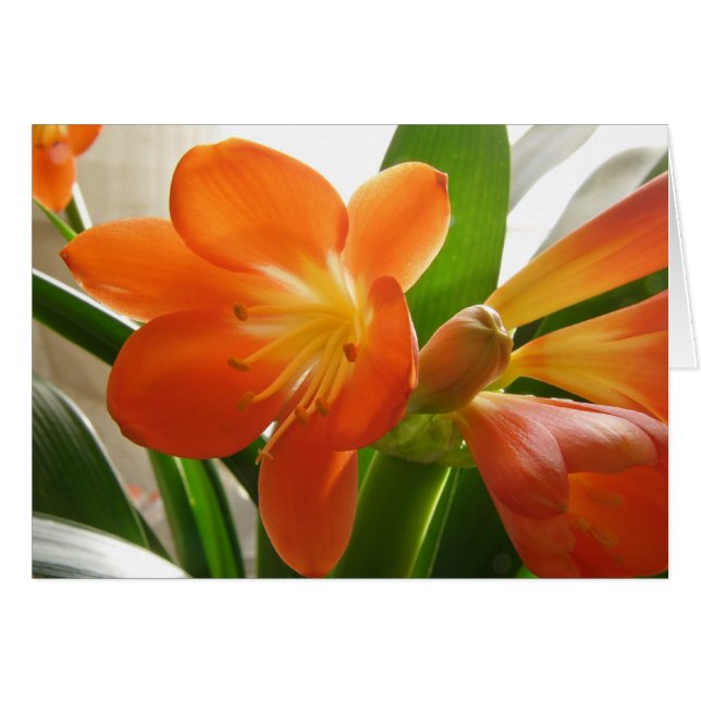 Clivia #1 (Anverso (Horizontal))