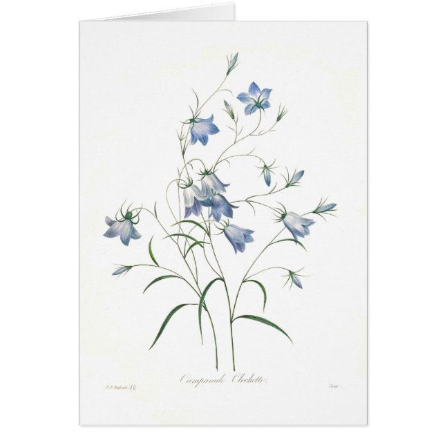 Clochette del Campanula (Frente)